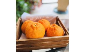 有田育ちの濃厚不知火(ご家庭用) 約2.5kg［先行予約］［MS40］ 303446_XD90191