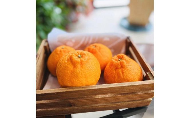 ya̎R쒬zLc炿̔Zsm(ƒp) 2.5kgms\nmMS40n 303446_XD90191