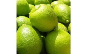 紀州和歌山 有田レモン（ご家庭用）約3kg ［先行予約］［国産］［農園直送］［ノーワックス・ノー防腐剤］［MS70］ 303446_XD90221