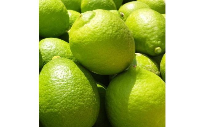 ya̎R쒬zIBa̎R Lciƒpj5kg ms\nmYnm_nmm[bNXEm[h܁nmMS71n 303446_XD90222