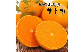 和歌山有田の濃厚せとか 約4～5kg ［先行予約］ | くだもの フルーツ 果実 果物 有田 みかん 和歌山　［MS80］ 303446_XD90231