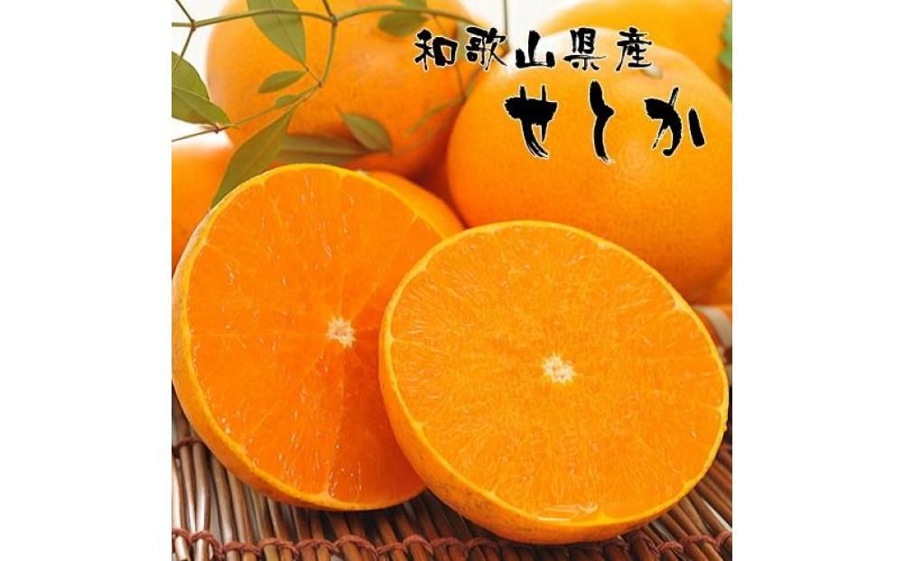 和歌山有田の濃厚せとか(ご家庭用) 約4〜5kg [先行予約] | くだもの フルーツ 果実 果物 有田 みかん 和歌山 [MS81] 303446_XD90232
