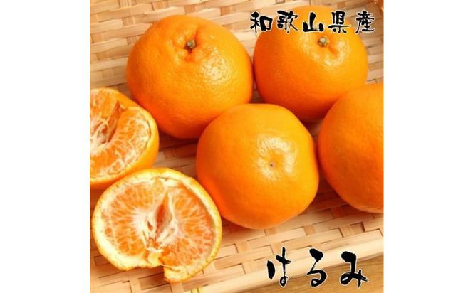 濃厚 はるみ みかん Ｌサイズ 約5kg 2025年1月下旬～2月中旬頃に順次発送予定| 先行予約 みかん 柑橘 蜜柑 くだもの 果物 果実 フルーツ 和歌山 有田　【MS82】 303446_XD90233