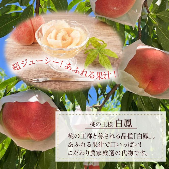 先行販売！【モモ】 白鳳　桃の王様！約2kg6～8個 【2025年6月下旬頃より順次発送】【秀品】こだわり農家厳選 【KG12】 303446_XM90012