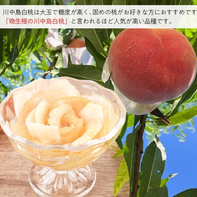 先行予約！［モモ］川中島白桃　約2kg 6～8個入［2026年7月末頃から順次発送］［秀品］こだわり農家厳選 ［KG13］ 303446_XM90013
