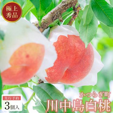 [秀品]川中島白桃 食べきりやすい3個入り [2025年7月末頃から順次発送]こだわり 農家厳選 先行予約 モモ [KG16] 303446_XM90016