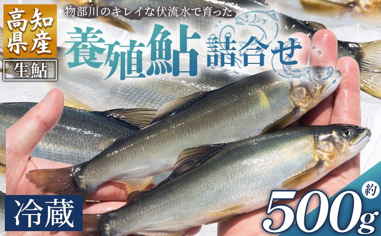 [冷蔵]鮎 500g 生鮎 先行受付 高知県産 物部川のキレイな伏流水で育った 養殖鮎 詰合せ カネミツ養鮎 - 国産 アユ あゆ 魚 魚介 海鮮 養殖 川魚 塩焼き 炊き込みご飯 鮎飯 カネミツ養鮎