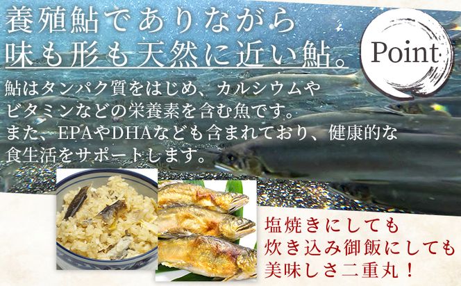 【先行受付】鮎 子持ち鮎 冷蔵 1kg 物部川のキレイな伏流水で育った 養殖鮎 詰合せ カネミツ養鮎 kt-0005