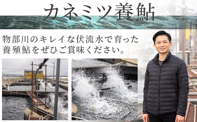 【先行受付】鮎 子持ち鮎 冷蔵 3kg 物部川のキレイな伏流水で育った 養殖鮎 詰合せ カネミツ養鮎 - 国産 アユ あゆ 魚 魚介 海鮮 養殖 川魚 塩焼き 炊き込みご飯 鮎飯 カネミツ養鮎 高知県
