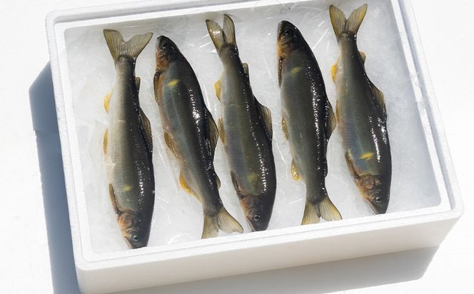 【冷蔵】鮎 子持ち鮎 500g 先行受付 物部川のキレイな伏流水で育った 養殖鮎 詰合せ カネミツ養鮎 kt-0004