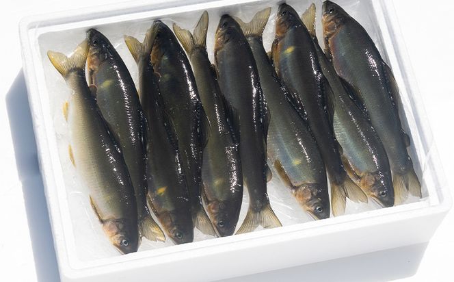 【先行受付】鮎 子持ち鮎 冷蔵 1kg 物部川のキレイな伏流水で育った 養殖鮎 詰合せ カネミツ養鮎 kt-0005