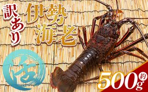活 伊勢海老 計500g(1～2匹) 冷蔵 - 活き伊勢海老 訳あり 国産 エビ えび 海鮮 魚介 産地直送 プリプリ 味噌汁 刺身 焼き物 汁物 えび蔵 eb-0021