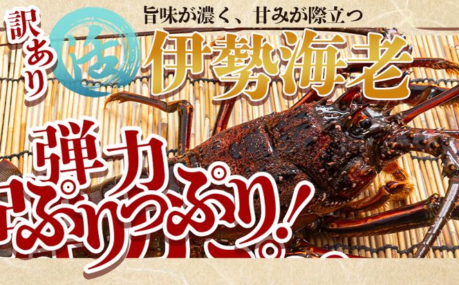 活 伊勢海老 計750g(1～3匹) 冷蔵 - 訳あり 国産 エビ えび 海鮮 魚介 産地直送 プリプリ 味噌汁 刺身 焼き物 汁物 えび蔵 eb-0022