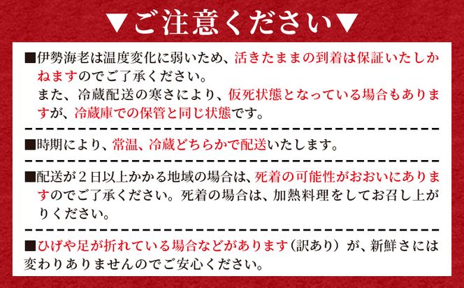 活 伊勢海老 計500g(1～2匹) 冷蔵 - 活き伊勢海老 訳あり 国産 エビ えび 海鮮 魚介 産地直送 プリプリ 味噌汁 刺身 焼き物 汁物 えび蔵 eb-0021