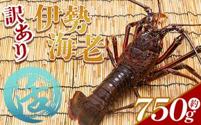 活 伊勢海老 計750g(1～3匹) 冷蔵 - 訳あり 国産 エビ えび 海鮮 魚介 産地直送 プリプリ 味噌汁 刺身 焼き物 汁物 えび蔵 eb-0022