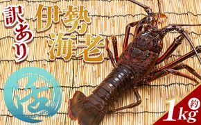 活 伊勢海老 計1kg(1～5匹) 冷蔵 - 活き伊勢海老 訳あり 国産 エビ えび 海鮮 魚介 産地直送 プリプリ 味噌汁 刺身 焼き物 汁物 えび蔵 eb-0023