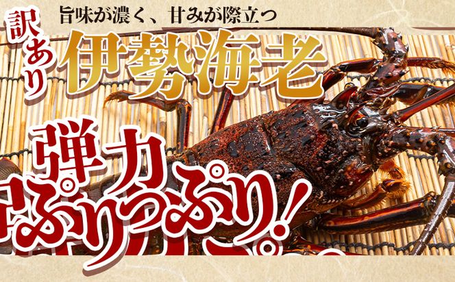 ＜先行予約＞海鮮バーベキューセット(伊勢海老・岩ガキ) 4〜5人前＜出荷期間：2026年5月～10月＞国産 天然 eb-0038