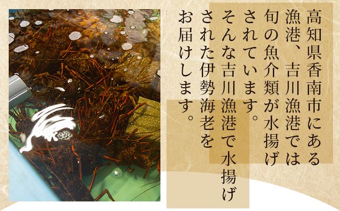 ＜先行予約＞海鮮バーベキューセット(伊勢海老・岩ガキ) 4〜5人前＜出荷期間：2026年5月～10月＞国産 天然 eb-0038