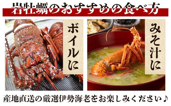 ＜先行予約＞バーベキューセット(伊勢海老・岩ガキ) 2〜3人前＜出荷期間：2026年5月～10月＞ 冷凍 海鮮BBQ eb-0036