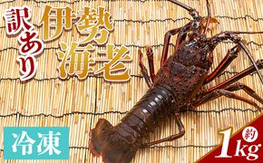 伊勢海老 1kg(1～5匹) 冷凍 - 訳あり 国産 エビ えび 海鮮 魚介 産地直送 プリプリ 味噌汁 刺身 焼き物 汁物 えび蔵 高知県 香南市 冷凍 10000円以上 1万円以上 eb-0026
