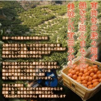 ＼農家直送／こだわりの有田みかん 約10kg【2024年11月より順次発送】 303446_BM1016