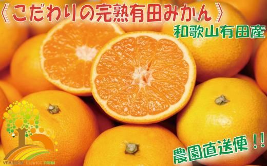 ＼農家直送／こだわりの完熟有田みかん Ｓサイズ約10kg【2024年11月中旬より順次発送】 303446_BM1022