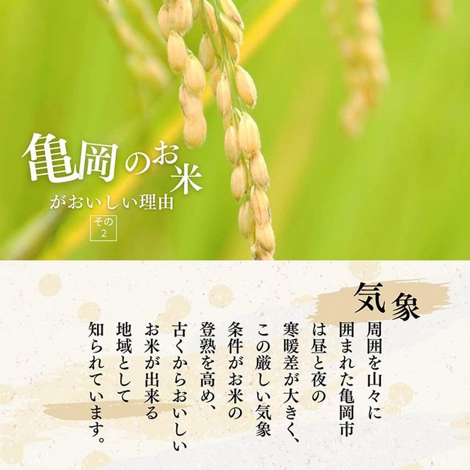 令和7年産 キヌヒカリ 5kg 【京都丹波米おいしいお米コンテスト】入賞（最優秀賞） ｜ 米 コメ 白米 京都 丹波 きぬひかり 数量限定