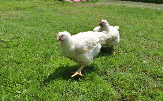 冷凍　恵那どり　ささみ　バラ凍　1kg [No.916]