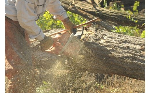 ハリエンジュチェアHM9998X《ナチュラル色》【0815201】