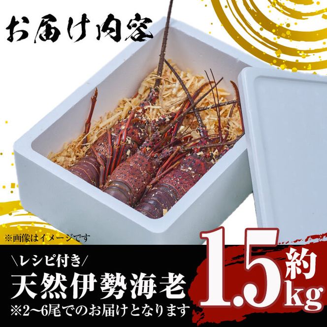 ＜数量限定・期間限定＞天然！門川町産活き伊勢海老(計1.5kg・約2～6尾)エビ えび 刺身 魚介 海鮮 朝獲れ 国産【O-6】【門川漁業協同組合】