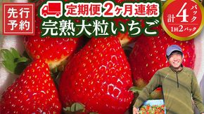 【 2ヶ月 定期便 】完熟 いちご 2パック ( 大粒 ) 先行予約 大粒 イチゴ 苺 フルーツ 果物 かおり野 とちおとめ やよいひめ [AF099ci]