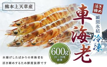 【11月下旬より順次発送予定】【瞬間氷結】熊本天草産 活き締め 冷凍 車海老 600g（300g×2パック）20～28尾前後