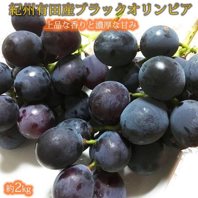 ya̎R쒬zIBLcY ubNIsA (n`~cԂǂ) 2kgm2026N8{ȍ~\nmUT107n 303446_XF91159