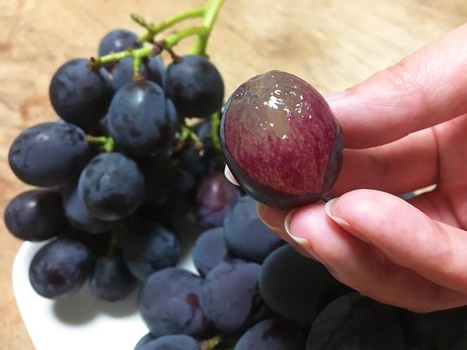 紀州有田産 ブラックオリンピア (ハチミツぶどう) 約2kg［2026年8月中旬以降発送予定］［UT107］ 303446_XF91159