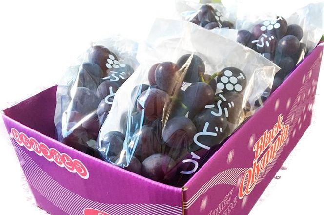 紀州有田産 ブラックオリンピア (ハチミツぶどう) 約2kg［2026年8月中旬以降発送予定］［UT107］ 303446_XF91159