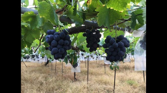 紀州有田産 ブラックオリンピア (ハチミツぶどう) 約2kg［2026年8月中旬以降発送予定］［UT107］ 303446_XF91159