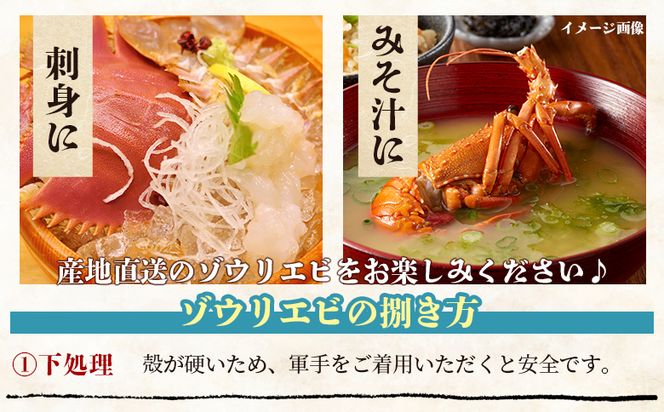 【数量限定】活 ゾウリエビ 約200～250g(1尾～2尾) - 海老 国産 エビ えび 海鮮 魚介 産地直送 プリプリ 味噌汁 刺身 えび蔵 10000円以上 1万円以上 eb-0032