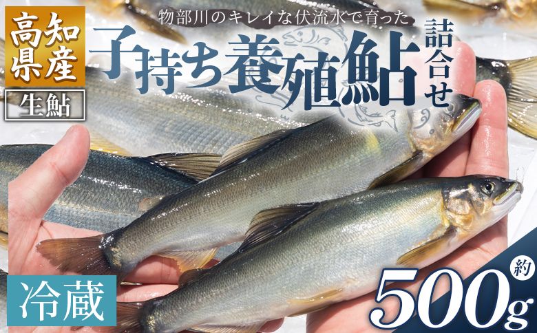 [冷蔵]鮎 子持ち鮎 500g 先行受付 物部川のキレイな伏流水で育った 養殖鮎 詰合せ カネミツ養鮎 kt-0004