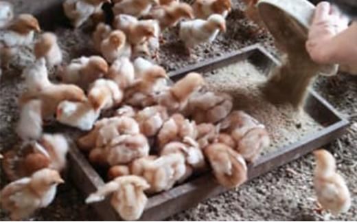 【ポロニ養鶏場】有精卵 計30個（10個×3パック）【 たまご ポロニ養鶏場 デザート ケーキ お菓子 標茶町 北海道 】 016641_AH003