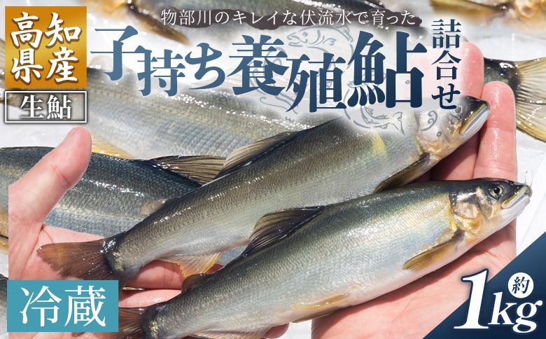 [先行受付]鮎 子持ち鮎 冷蔵 1kg 物部川のキレイな伏流水で育った 養殖鮎 詰合せ カネミツ養鮎 kt-0005