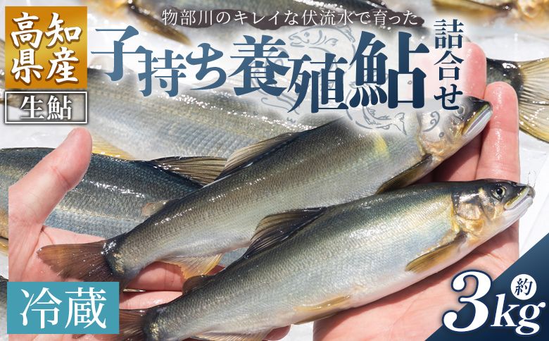 [先行受付]鮎 子持ち鮎 冷蔵 3kg 物部川のキレイな伏流水で育った 養殖鮎 詰合せ カネミツ養鮎 - 国産 アユ あゆ 魚 魚介 海鮮 養殖 川魚 塩焼き 炊き込みご飯 鮎飯 カネミツ養鮎 高知県