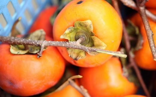 ≪柿の名産地≫九度山の富有柿約7.5kgご家庭用★2026年11月上旬頃より順次発送【TM1】 303446_XH1004