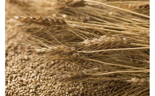 島原 手延べ 素麺 水晶の光 1kg (50g×20束) / そうめん 南島原市 / 本村製麺工場 [SCP005]