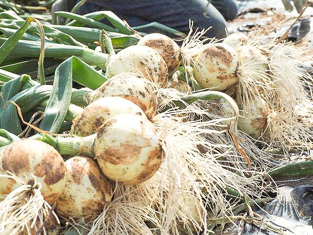 (2026年発送)新玉ねぎ 生がおいしい 神重農産のブランド玉ねぎ「旬玉」10㎏ ブランド玉ねぎ 玉ねぎ 国産 愛知県産 野菜 やさい 農家直送 畑直送 旬 期間限定 たまねぎ 先行予約 旬 特産 高評価 高リピート 人気 H105-149