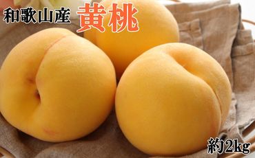 人気 和歌山県産 黄桃（つきあかり、ゆめおうみ）約2kg【数量限定】 ★2025年7月中旬～8月上旬頃順次発送★【TM177】 303446_XH92158