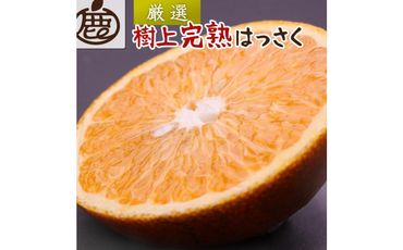 ＜4月より発送＞厳選 樹上完熟はっさく5kg+150g（傷み補償分）【八朔】【さつき・木成】 【IKE33】 303446_BB97047