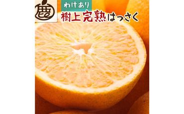 ＜4月より発送＞家庭用 樹上完熟はっさく10kg+300g（傷み補償分）【八朔】【わけあり・訳あり】【さつき・木成】【IKE36】 303446_BB97048