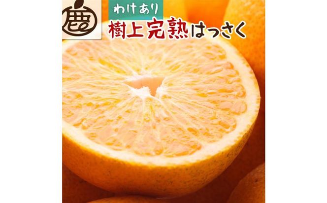 ＜4月より発送＞家庭用 樹上完熟はっさく10kg+300g（傷み補償分）【八朔】【わけあり・訳あり】【さつき・木成】【IKE36】 303446_BB97048