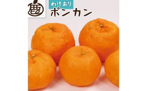 ＜1月より発送＞家庭用 ポンカン3.5kg+105g（傷み補償分）【訳あり・わけあり】【光センサー選別】【IKE23】 303446_BB97368