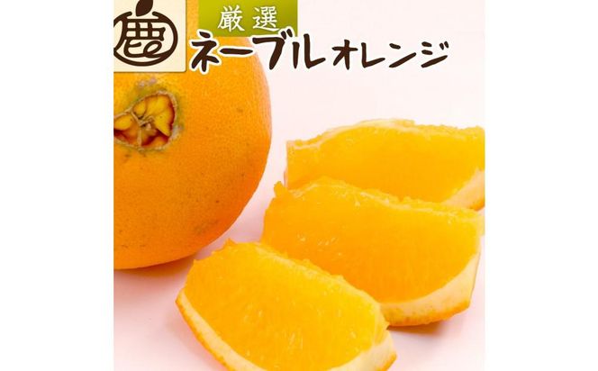 ＜2月より発送＞厳選 ネーブルオレンジ4kg+120g（傷み補償分）【光センサー選別】【IKE38】 303446_BB97371